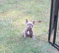 Mini, a female French Bulldog for sale in Atlanta, GA – 1 of 4