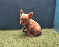 Mini, a female French Bulldog for sale in Atlanta, GA – Photo 2 of 5