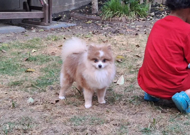 Taco – Pomeranian puppy for sale in Atlanta, GA