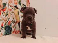Cannon , a male Staffordshire Bull Terrier for sale in Atlanta, GA – 2 of 9