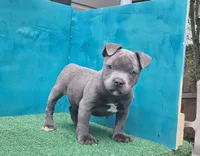 Cannon , a male Staffordshire Bull Terrier for sale in Atlanta, GA – 2 of 9