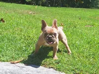 Luke, a male French Bulldog for sale in Atlanta, GA – 1 of 2