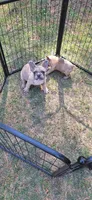 Luke, a male French Bulldog for sale in Atlanta, GA – 5 of 5