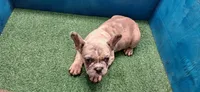 Luke, a male French Bulldog for sale in Atlanta, GA – Photo 4 of 4