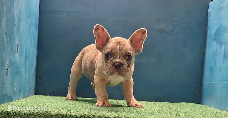 Luke – French Bulldog puppy for sale in Atlanta, GA