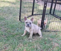 Luke, a male French Bulldog for sale in Atlanta, GA – 1 of 5