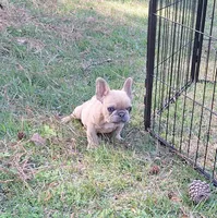 Luke, a male French Bulldog for sale in Atlanta, GA – 2 of 5
