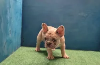 Luke, a male French Bulldog for sale in Atlanta, GA – Photo 2 of 4