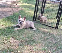 Luke, a male French Bulldog for sale in Atlanta, GA – 4 of 5