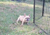 Luke, a male French Bulldog for sale in Atlanta, GA – 3 of 5