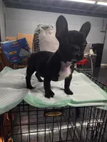 Onyx, a male French Bulldog for sale in Atlanta, GA – Photo 2 of 2