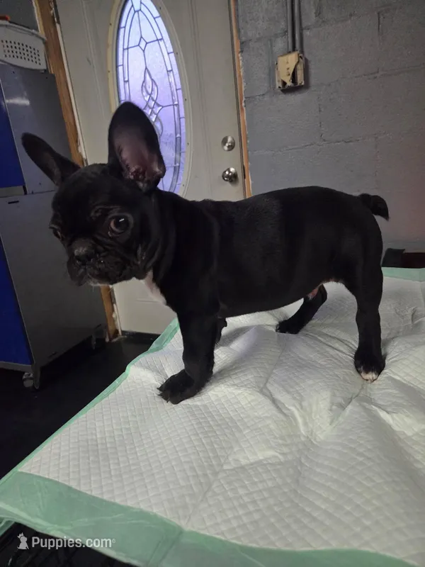 Onyx, a male French Bulldog for sale in Atlanta, GA – Photo 1 of 2
