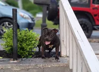 Cannon , a male Staffordshire Bull Terrier for sale in Atlanta, GA – 9 of 9