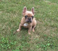 Luke, a male French Bulldog for sale in Atlanta, GA – 4 of 4