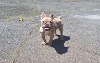 Luke, a male French Bulldog for sale in Atlanta, GA – 2 of 2