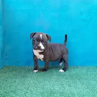 Cali, a female Staffordshire Bull Terrier for sale in Atlanta, GA – Photo 4 of 5