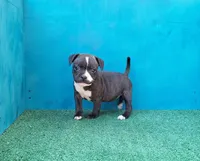 Cali, a female Staffordshire Bull Terrier for sale in Atlanta, GA – Photo 4 of 5