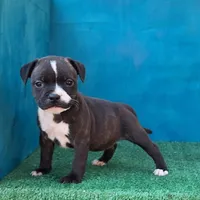 Cali, a female Staffordshire Bull Terrier for sale in Atlanta, GA – Photo 1 of 5