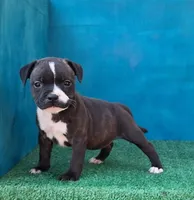 Cali, a female Staffordshire Bull Terrier for sale in Atlanta, GA – Photo 1 of 5