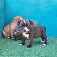 Cali, a female Staffordshire Bull Terrier for sale in Atlanta, GA – Photo 5 of 5