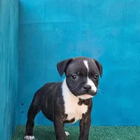 Cali, a female Staffordshire Bull Terrier for sale in Atlanta, GA – Photo 2 of 5