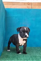 Cali, a female Staffordshire Bull Terrier for sale in Atlanta, GA – Photo 2 of 5