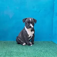 Cali, a female Staffordshire Bull Terrier for sale in Atlanta, GA – Photo 3 of 5