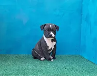 Cali, a female Staffordshire Bull Terrier for sale in Atlanta, GA – Photo 3 of 5