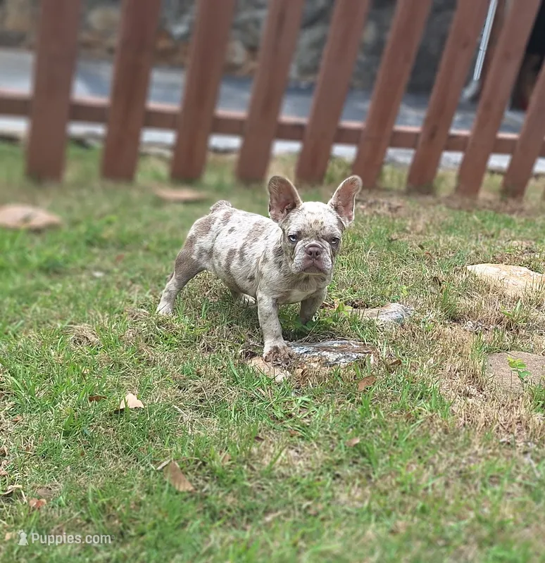 Tab – French Bulldog puppy for sale in Atlanta, GA