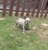 Tab, a female French Bulldog for sale in Atlanta, GA – 1 of 3