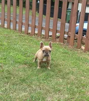 Luke, a male French Bulldog for sale in Atlanta, GA – 2 of 4
