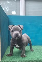 Cannon , a male Staffordshire Bull Terrier for sale in Atlanta, GA – 6 of 9