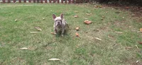Tab, a female French Bulldog for sale in Atlanta, GA – 2 of 3