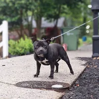 Bane, a male Staffordshire Bull Terrier for sale in Atlanta, GA – Photo 2 of 2