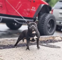 Bane, a male Staffordshire Bull Terrier for sale in Atlanta, GA – Photo 1 of 2