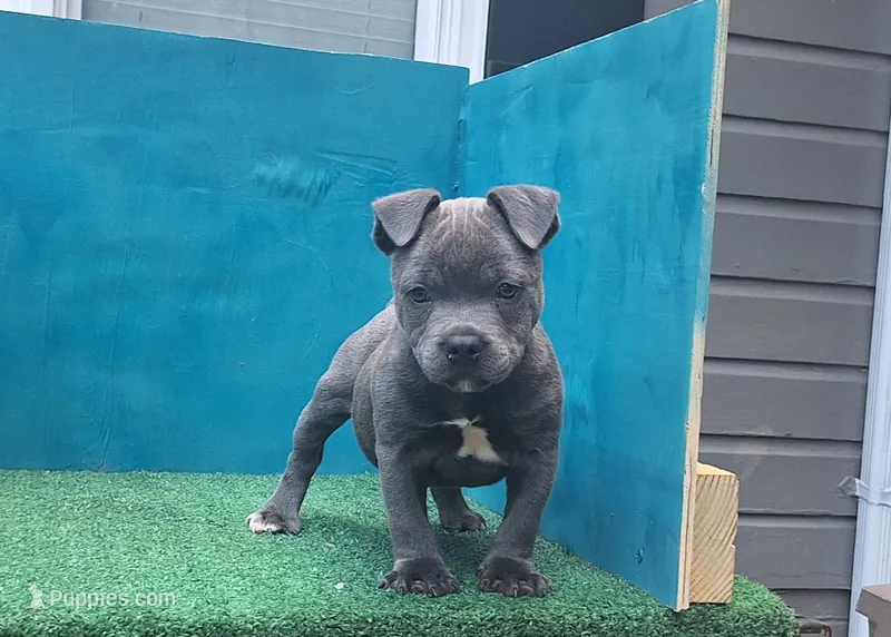 Cannon  – Staffordshire Bull Terrier puppy for sale in Atlanta, GA
