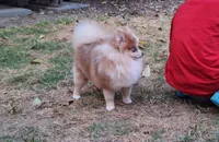Taco, a male Pomeranian for sale in Atlanta, GA – 2 of 3