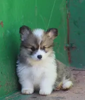 Rocky , a male Pembroke Welsh Corgi for sale in Coos Bay, OR – Photo 3 of 3