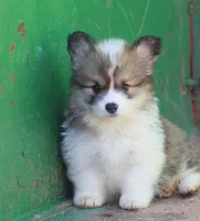 Rocky , a male Pembroke Welsh Corgi for sale in Coos Bay, OR – Photo 1 of 3