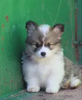 Rocky , a male Pembroke Welsh Corgi for sale in Coos Bay, OR – Photo 2 of 3