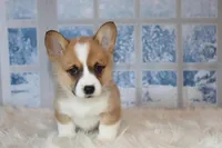 Corgi, a male Pembroke Welsh Corgi for sale in Coos Bay, OR – Photo 2 of 3