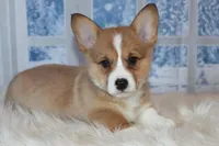 Corgi, a male Pembroke Welsh Corgi for sale in Coos Bay, OR – Photo 3 of 3