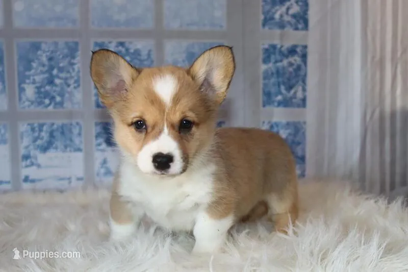 Corgi – Pembroke Welsh Corgi puppy for sale in Coos Bay, OR