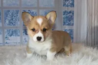 Corgi, a male Pembroke Welsh Corgi for sale in Coos Bay, OR – Photo 1 of 3