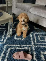 Charlie , a male Poodle - Miniature  for sale in Decatur, GA – Photo 6 of 6