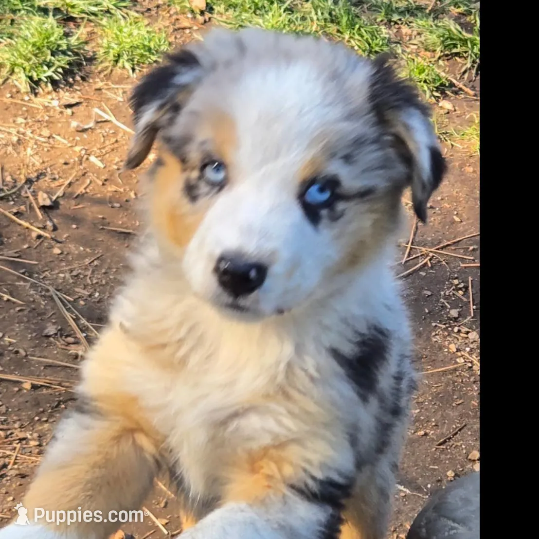 Eve – Miniature Australian Shepherd puppy for sale in Riverside, CA