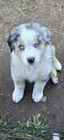 Harley, a male Miniature Australian Shepherd for sale in Riverside, CA – Photo 8 of 9