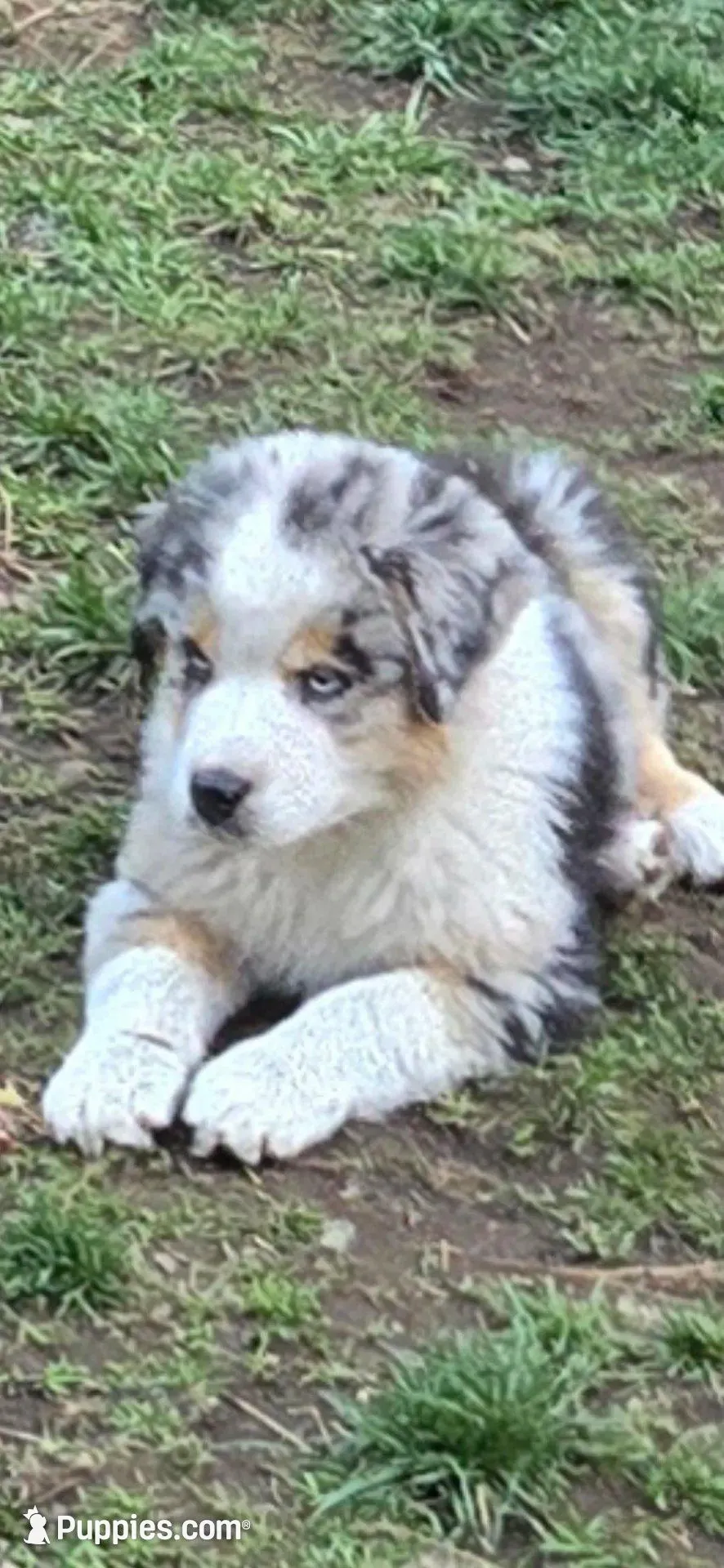 Harley, a male Miniature Australian Shepherd for sale in Riverside, CA – Photo 2 of 9
