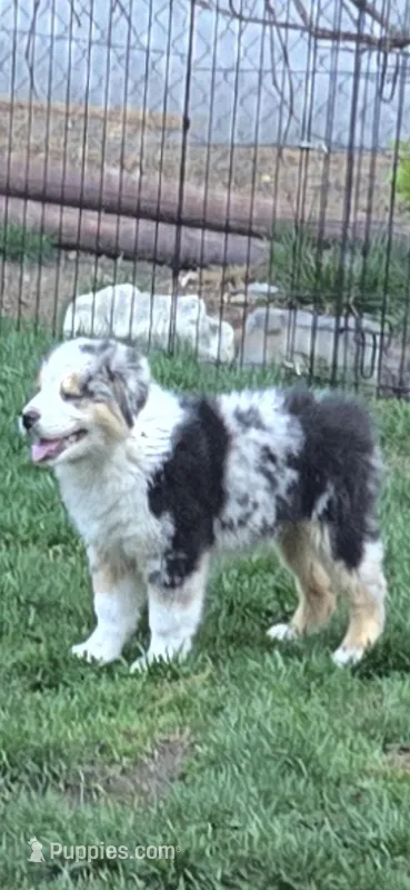 Harley – Miniature Australian Shepherd puppy for sale in Riverside, CA