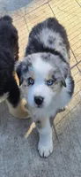 Harley, a male Miniature Australian Shepherd for sale in Riverside, CA – Photo 9 of 9